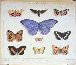 Farfalle francesi e straniere, incise da Villain, c.1830-40 da Madame Feraud